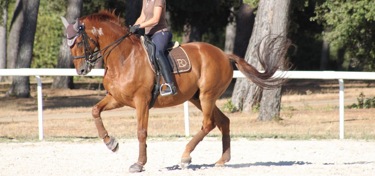 Chevaux-de-dressage-Isabelle et Carlos Pinto-Darwin-de-Pic