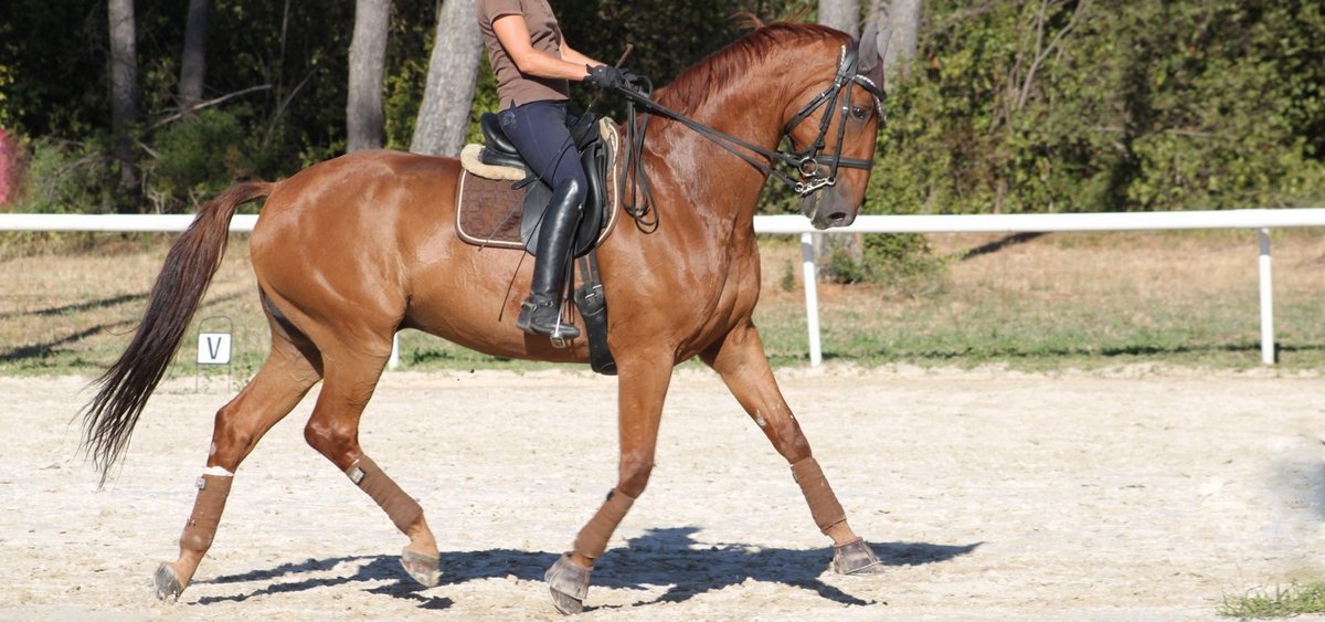 Chevaux-de-dressage-Isabelle et Carlos Pinto-Darwin-de-Pic