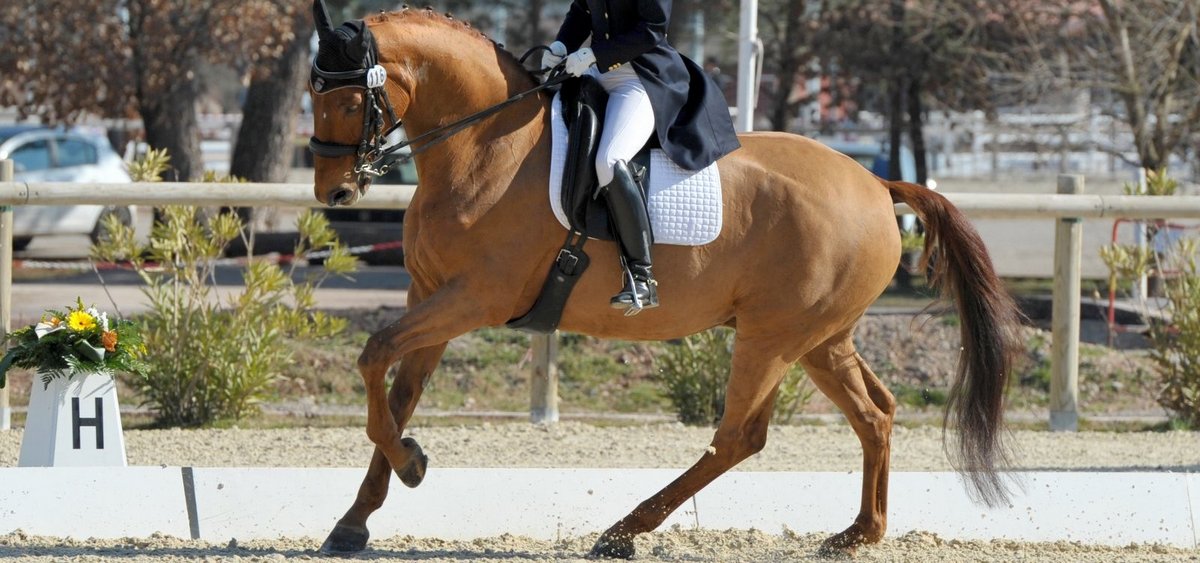 Chevaux-de-dressage-Isabelle et Carlos Pinto-Darwin-de-Pic