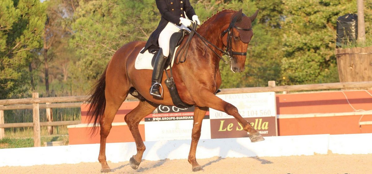 Chevaux-de-dressage-Isabelle et Carlos Pinto-Darwin-de-Pic