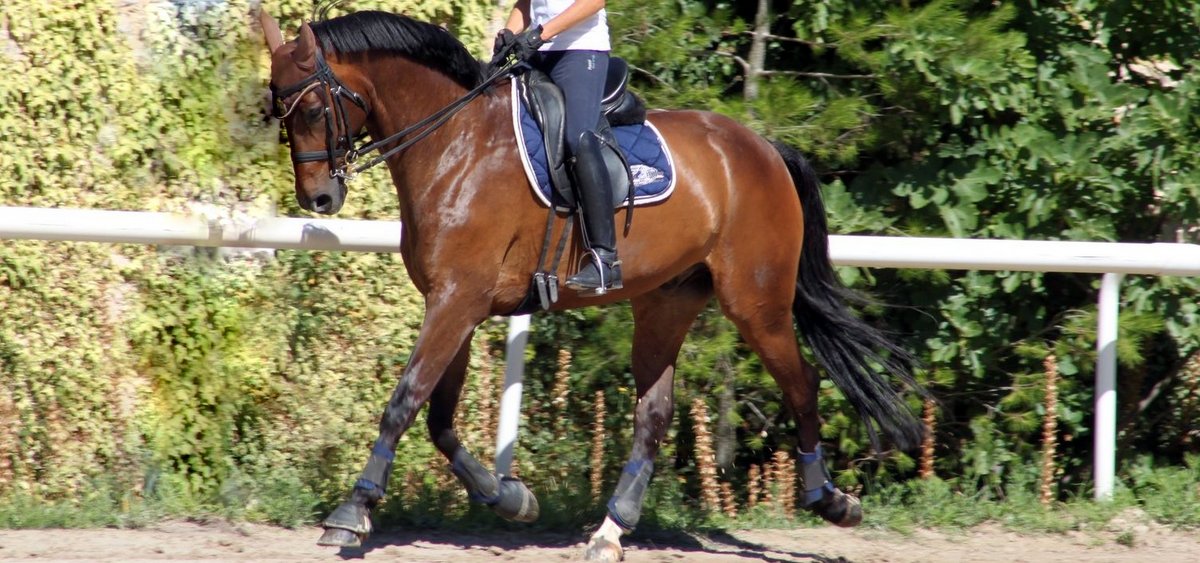 cheval de dressage a vendre