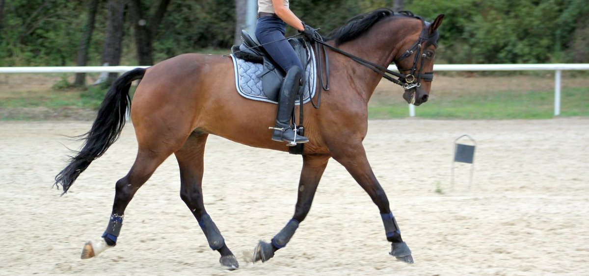 cheval de dressage a vendre