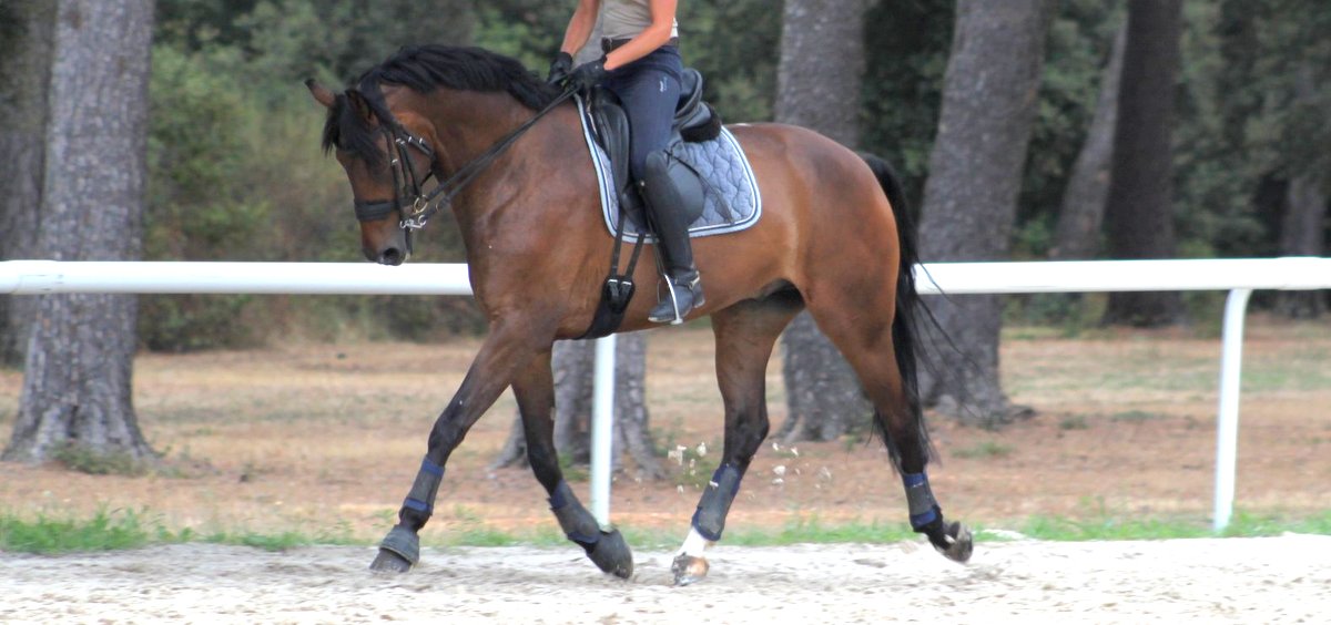 cheval de dressage a vendre