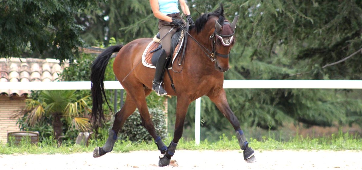 cheval de dressage a vendre