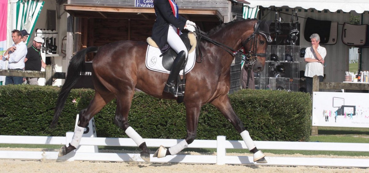 cheval de dressage a vendre