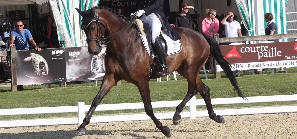 cheval de dressage a vendre