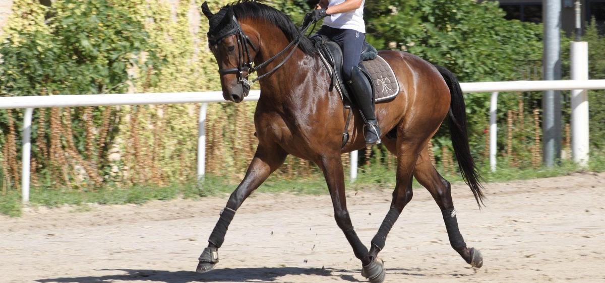 cheval de dressage a vendre