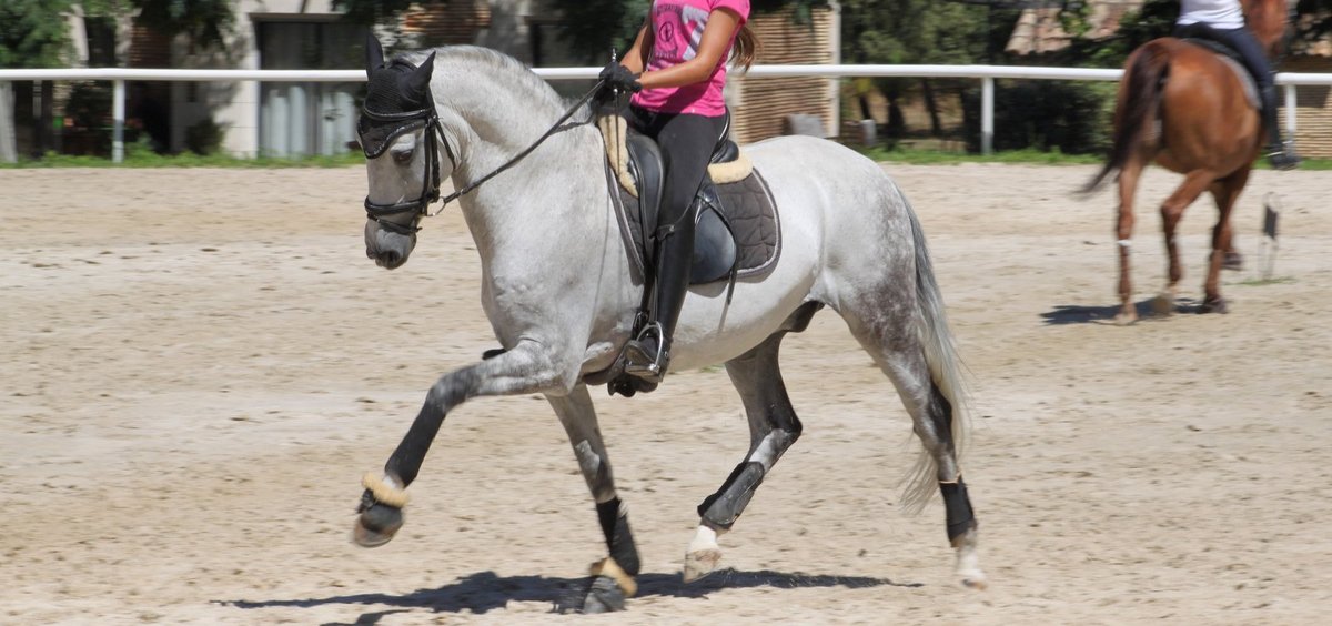 cheval de dressage a vendre