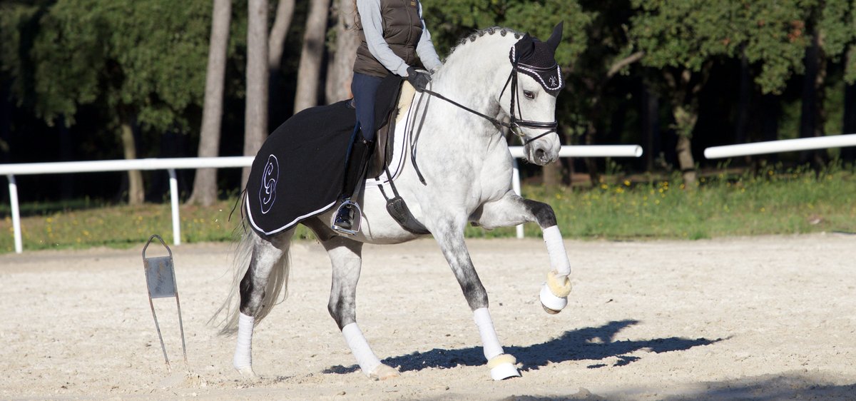 cheval de dressage a vendre