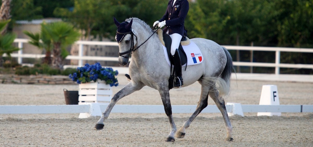 cheval de dressage a vendre