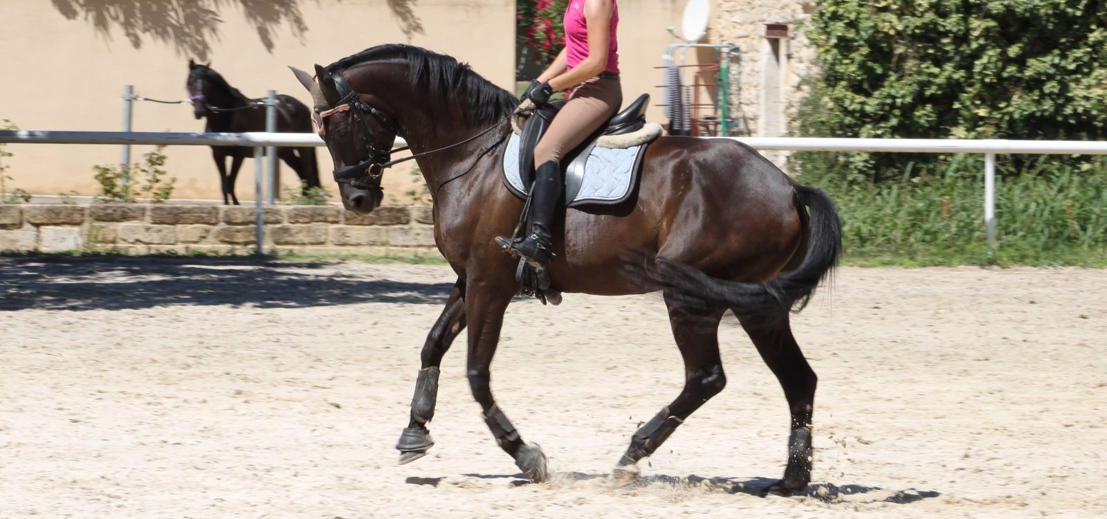 jument de dressage a vendre