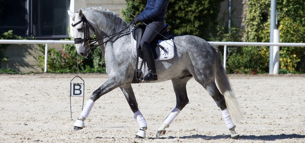 scapin-cheval-niveau-grand-prix-en-vente-2