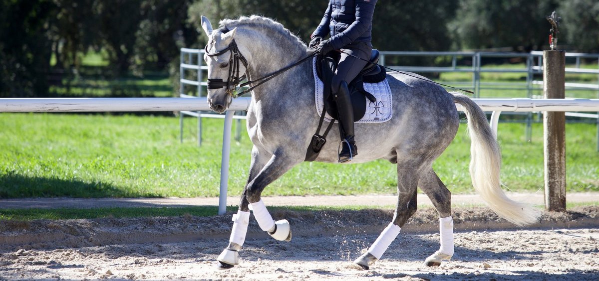 scapin-cheval-niveau-grand-prix-en-vente-2