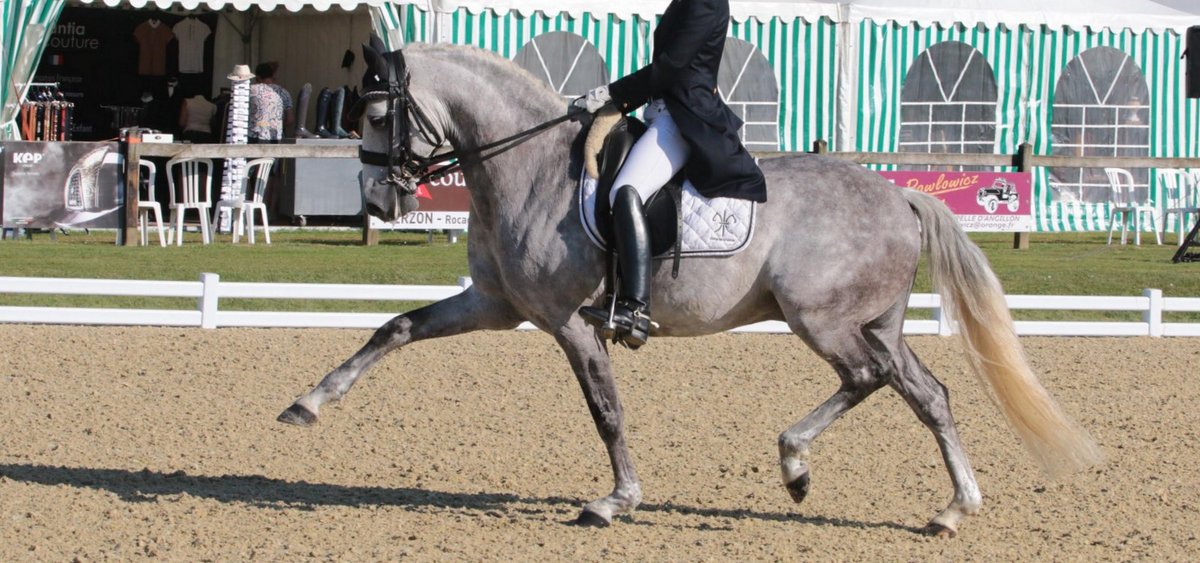 scapin-cheval-niveau-grand-prix-en-vente-2