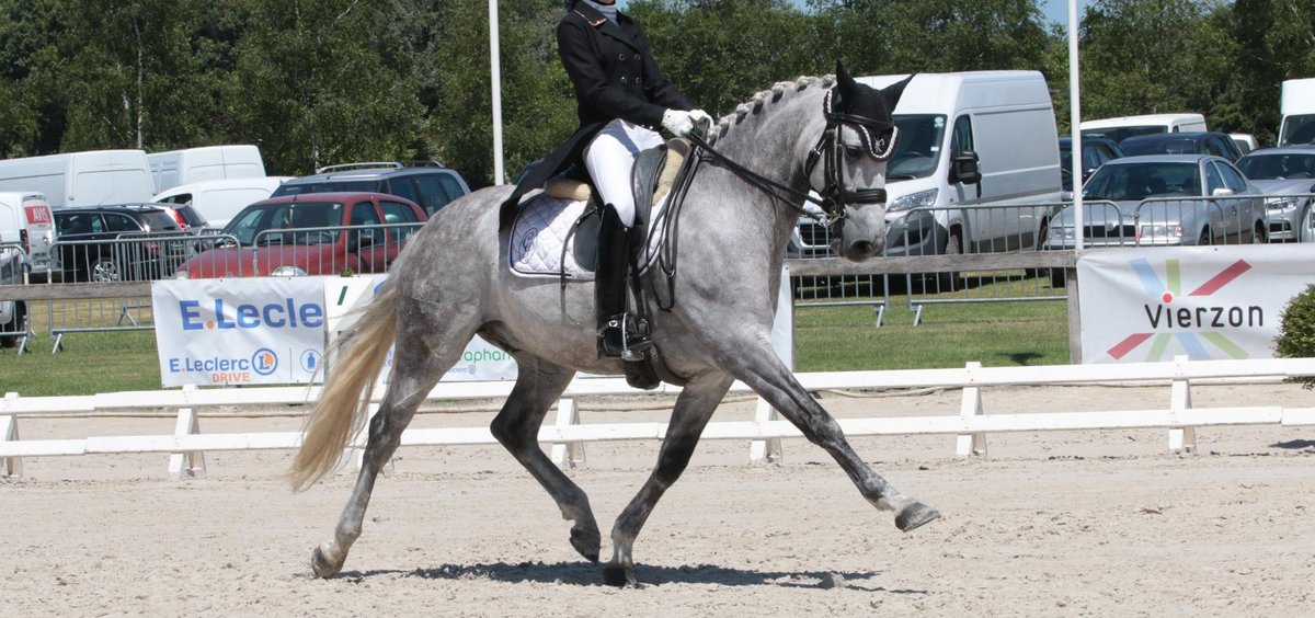 scapin-cheval-niveau-grand-prix-en-vente-2