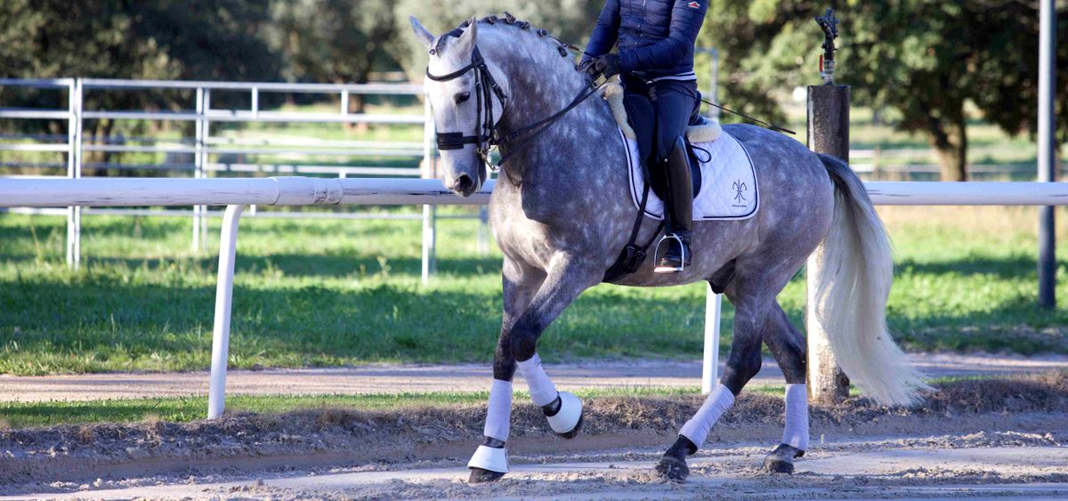 chevaux-dressage-a-vendre-sultao-de-la-gesse-niveau-grand-prix-1