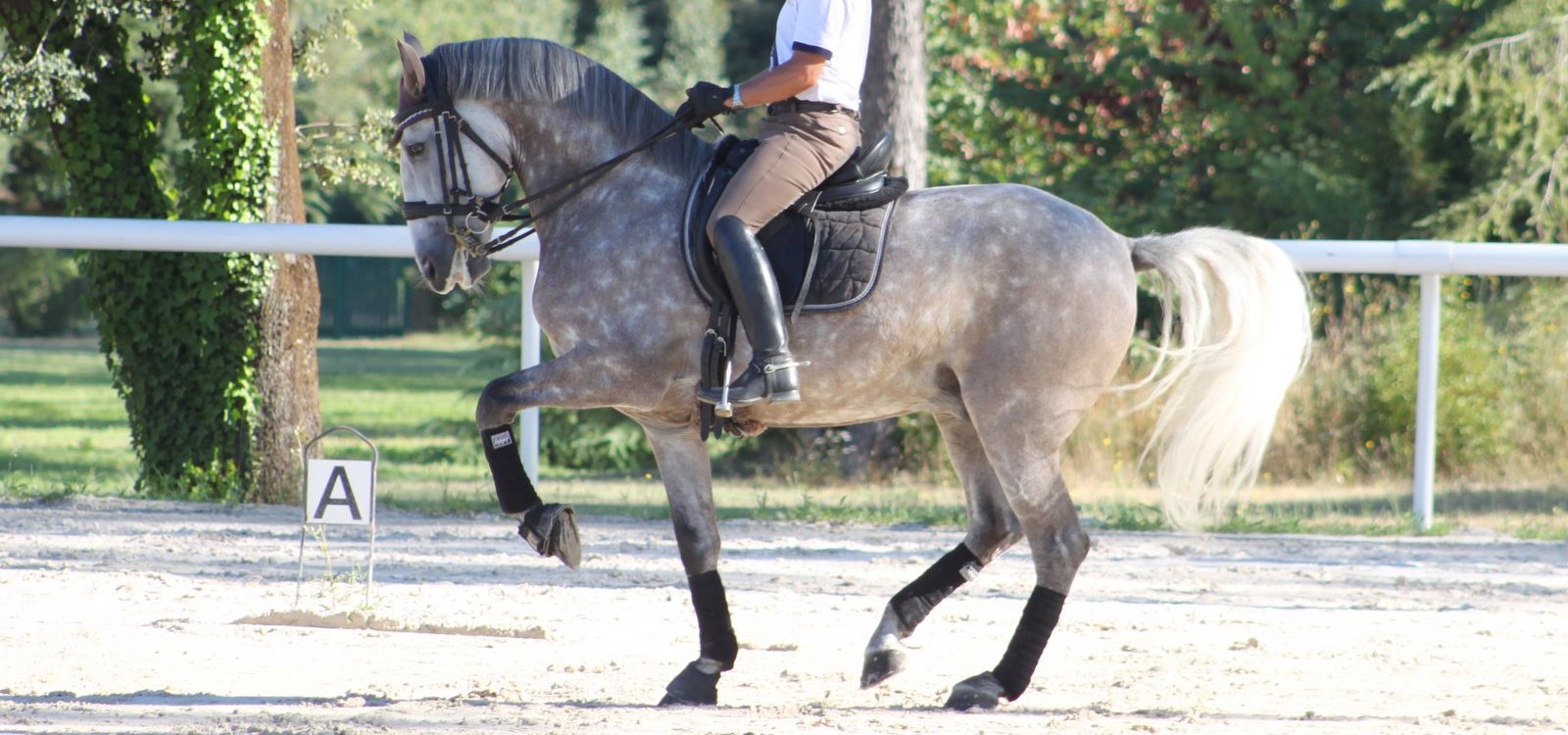 chevaux-dressage-a-vendre-sultao-de-la-gesse-niveau-grand-prix-1