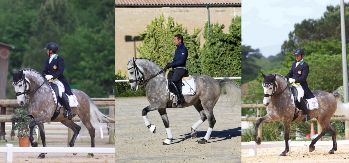 chevaux-dressage-a-vendre-sultao-de-la-gesse-niveau-grand-prix-1