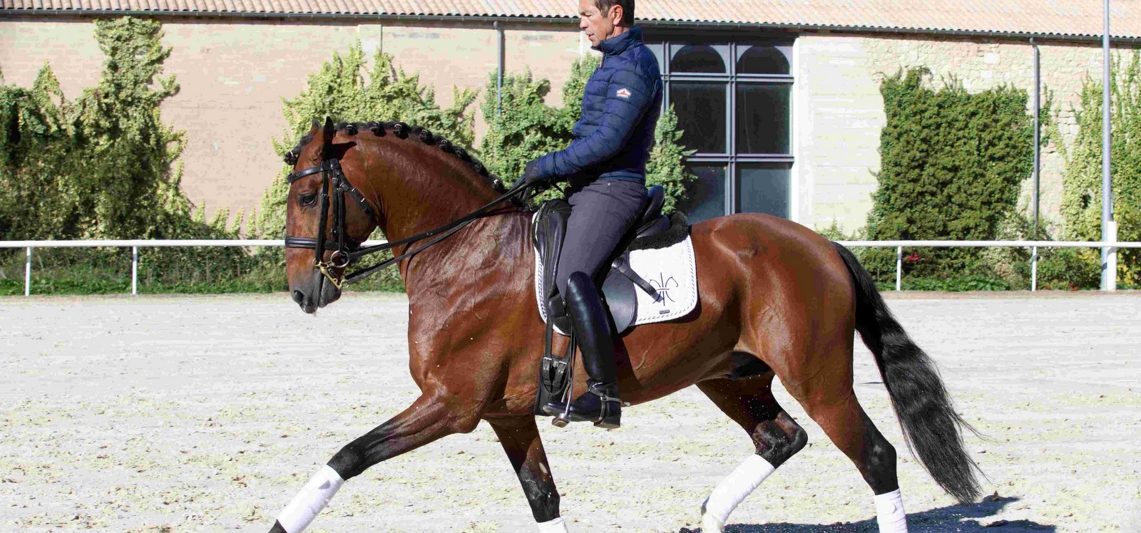 Carlos Pinto dressage équitation