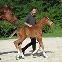 Elevage chevaux de dressage