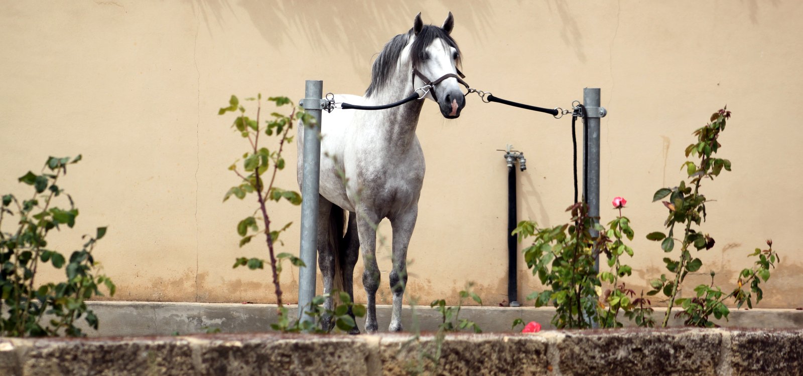 fadista-cheval-dressage-1