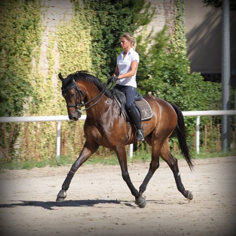 Cours sur chevaux dressés 